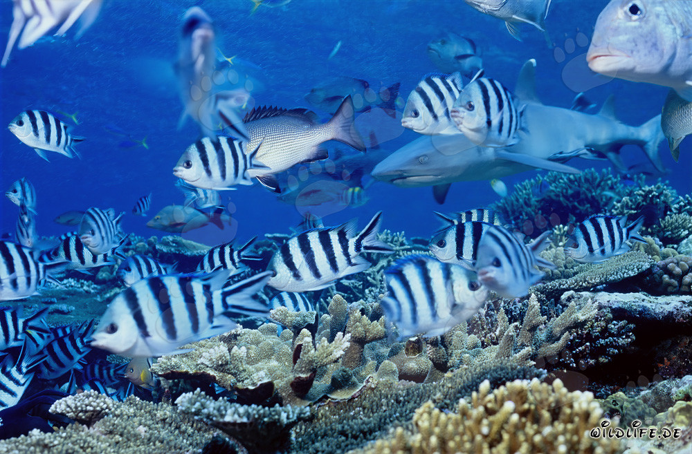 Fascinante tiburón de puntas blancas con sargentos y peces de coral
