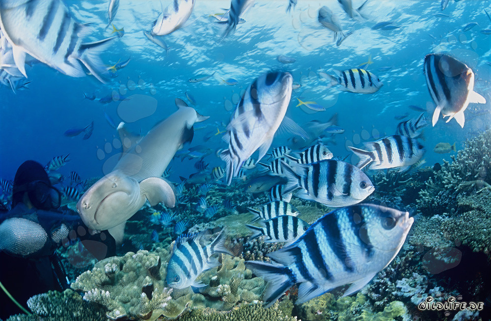 Faszinierender Weissspitzen-Riffhai schwimmt elegant an Taucher vorbei