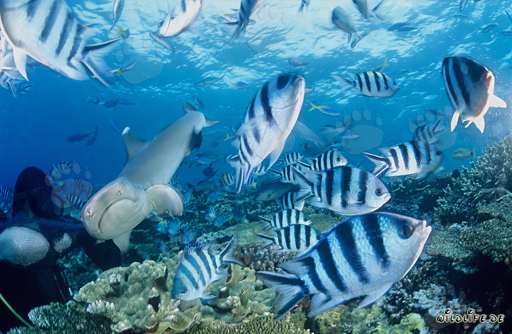 Fascinating whitetip reef shark gracefully swimming past a diver