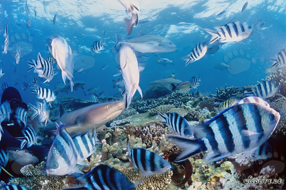 Fascinating whitetip reef shark surrounded by divers and colorful coral fishes