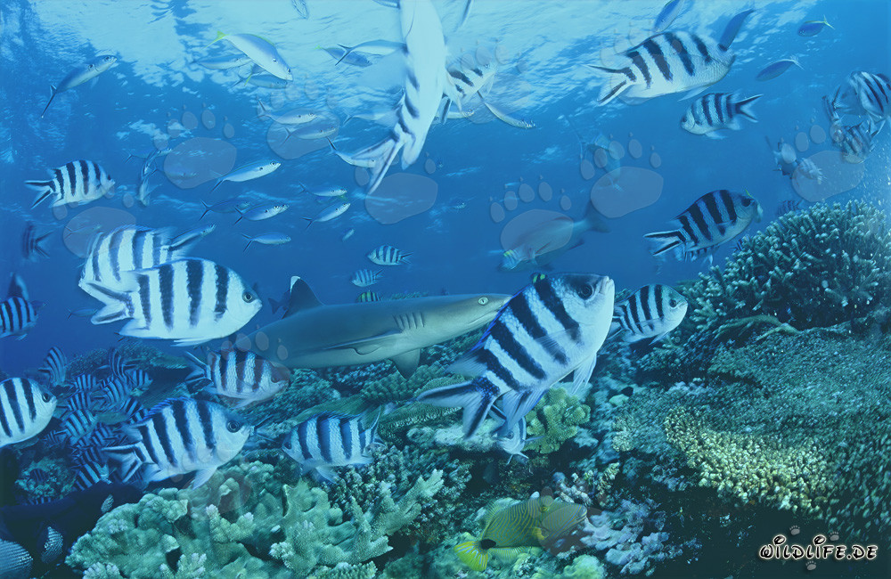 Requin de récif à pointes blanches fascinant sur le récif corallien