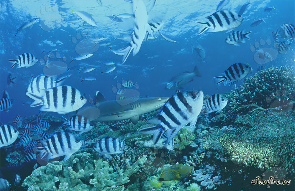 Affascinante squalo di barriera a punte bianche sulla barriera corallina