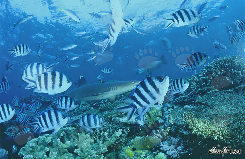 Fascinante tiburón de arrecife de puntas blancas en el arrecife de coral