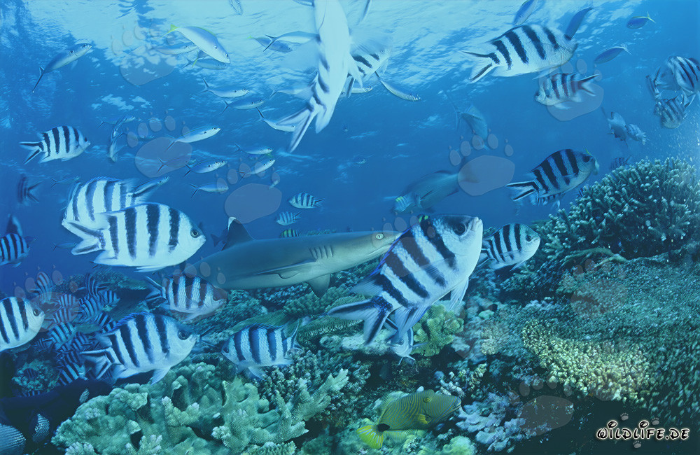 Fascinating Whitetip Reef Shark at Coral Reef