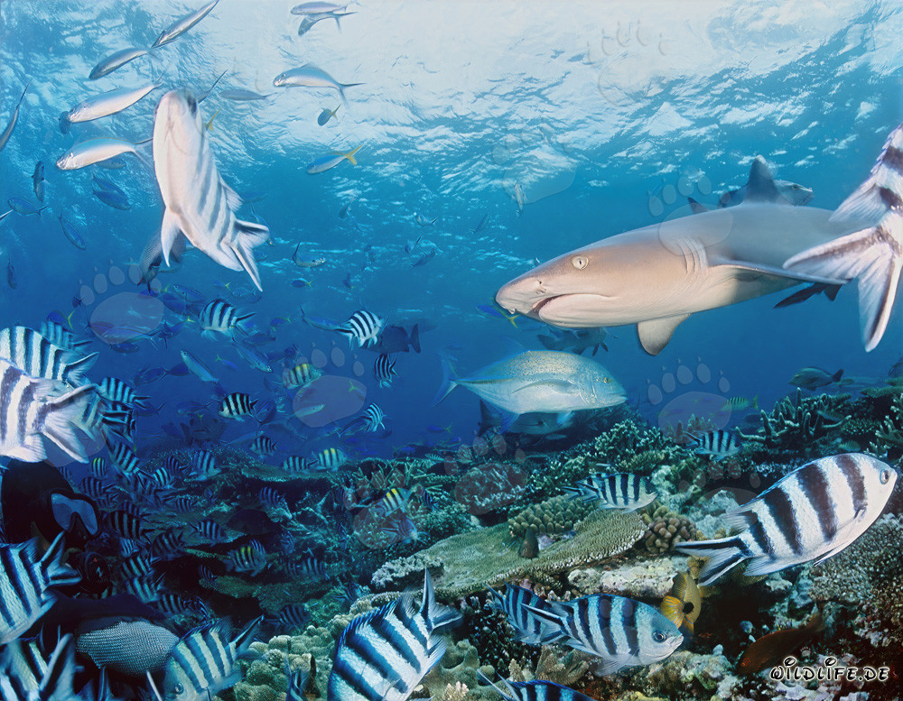 Requin à pointes blanches fascinant entouré de poissons de récif colorés