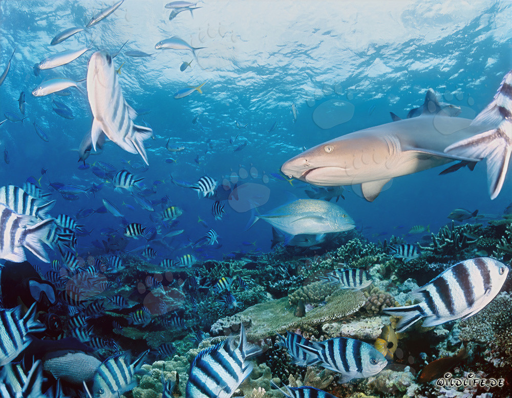 Tiburón de arrecife de puntas blancas fascinante rodeado de peces de arrecife coloridos