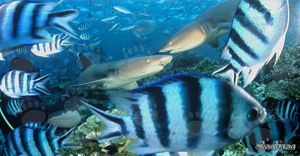 Encuentro fascinante: Tiburones de arrecife de puntas blancas en la laguna de Beqa, Fiji