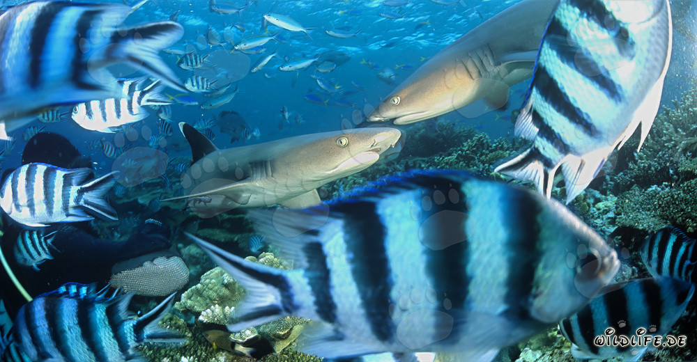 Fascinating Encounter: Whitetip Reef Sharks in Beqa Lagoon, Fiji