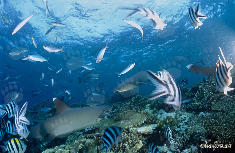 Rencontre de deux majestueux requins à pointe blanche du récif