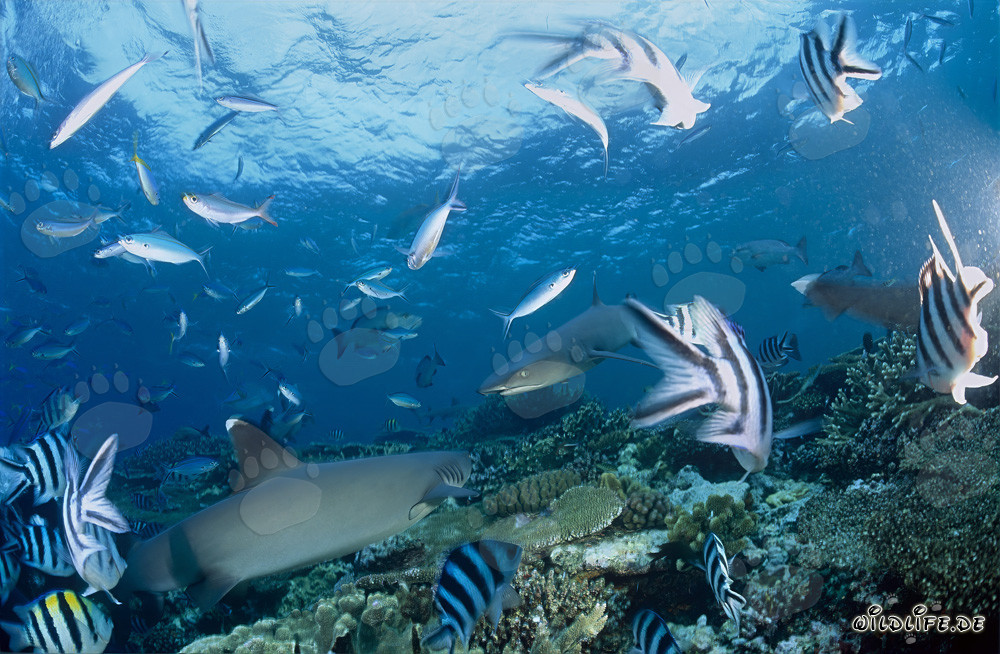 Encuentro de dos majestuosos tiburones de arrecife de puntas blancas