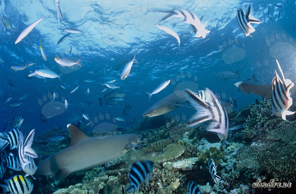 Encounter of two majestic Whitetip Reef Sharks