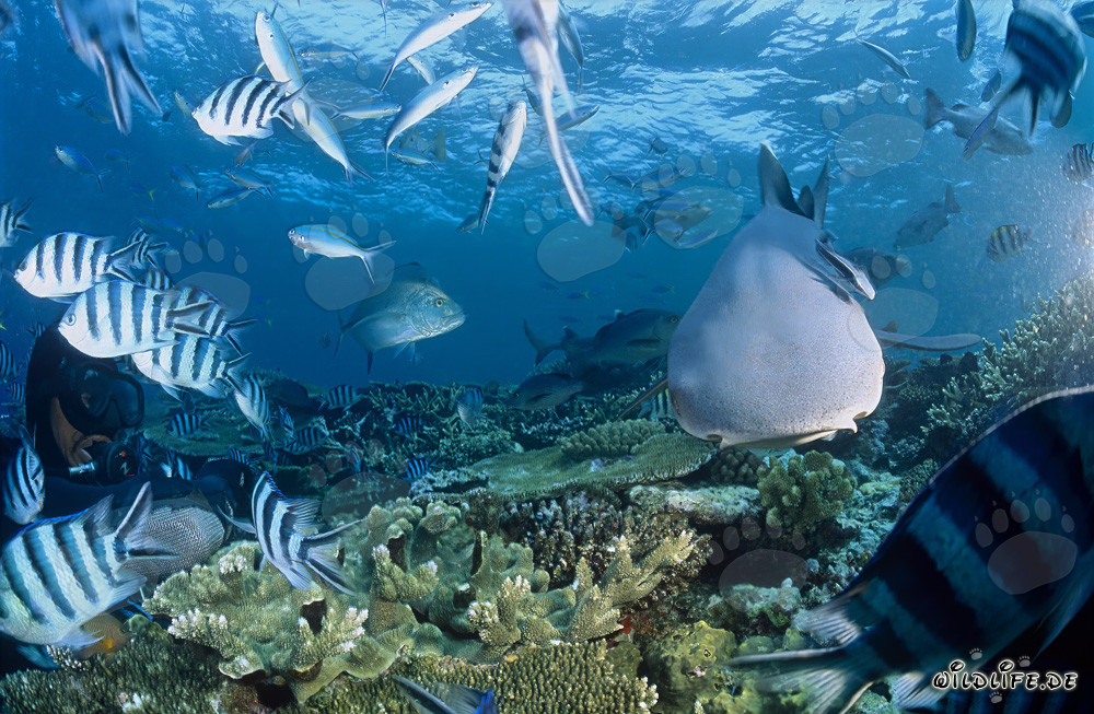 Requin à pointes blanches fascinant et plongeur courageux sous l'eau