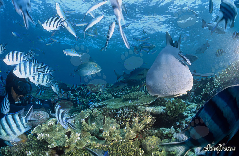 Fascinante tiburón de puntas blancas y valiente buceador bajo el agua