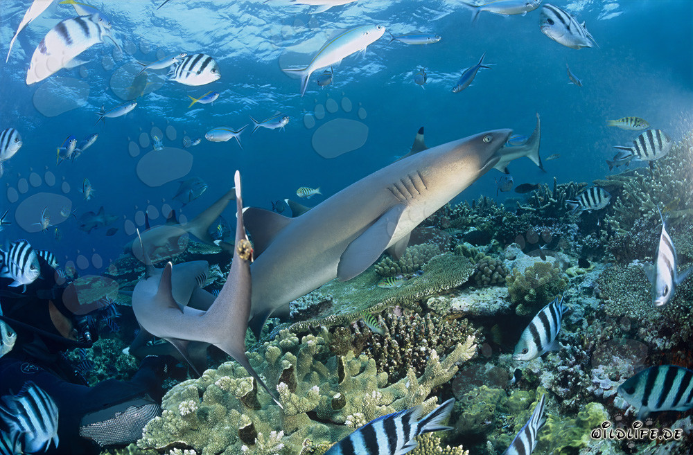 Fascinating Whitetip Reef Sharks and Diver in Beqa Lagoon, Fiji