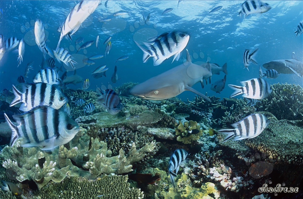 Requin à pointes blanches fascinant sur le récif de corail