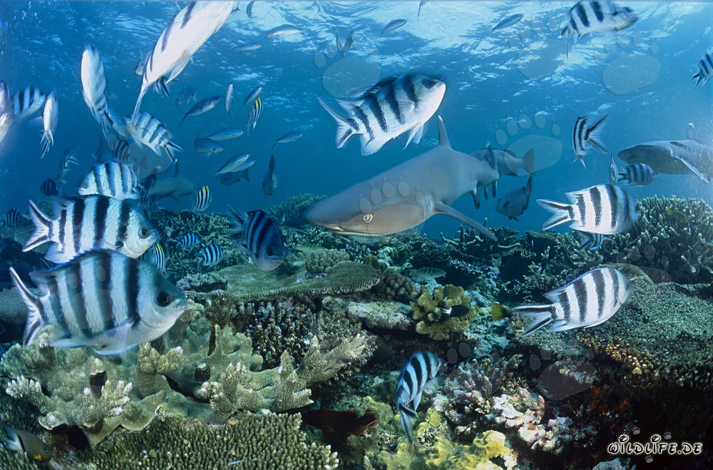 Affascinante squalo pinna bianca sulla barriera corallina