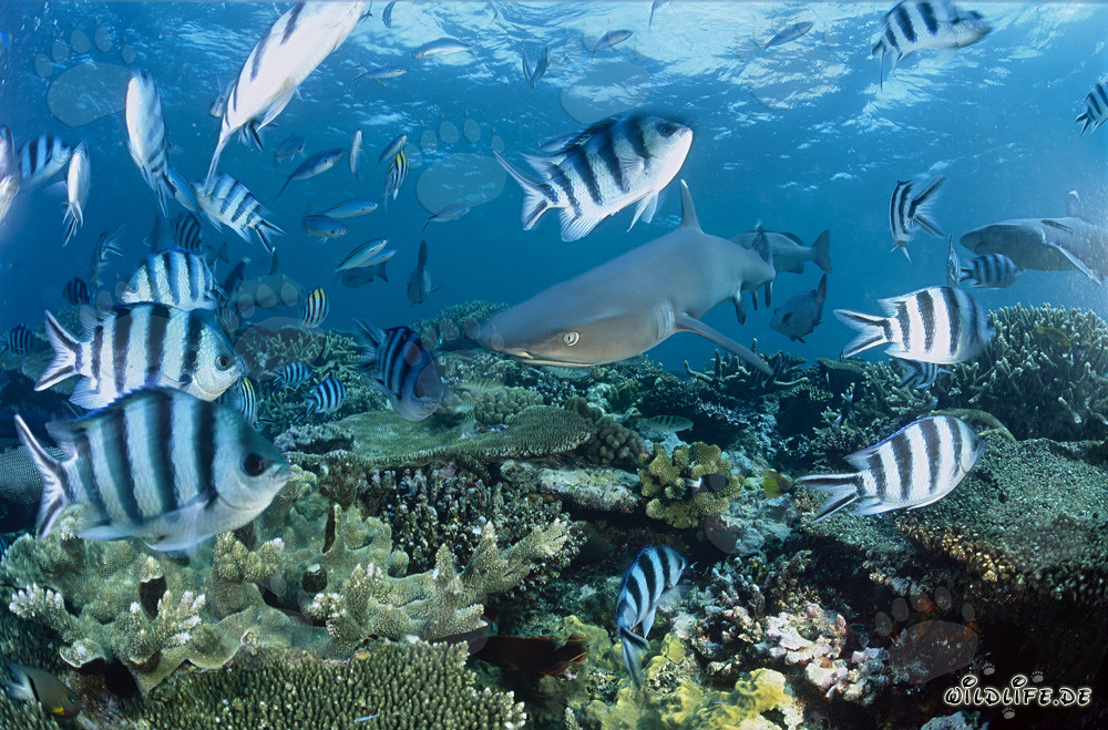 Fascinante tiburón de puntas blancas en el arrecife de coral