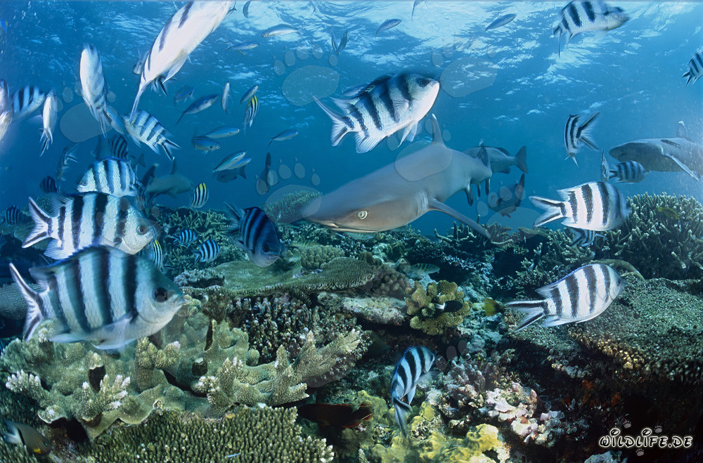 Fascinating Whitetip Reef Shark at Coral Reef