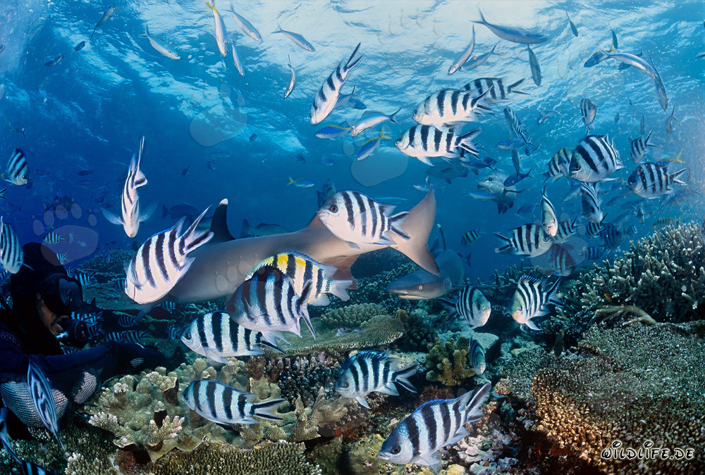 Affascinanti squali di barriera a punte bianche nella laguna di Beqa, Figi