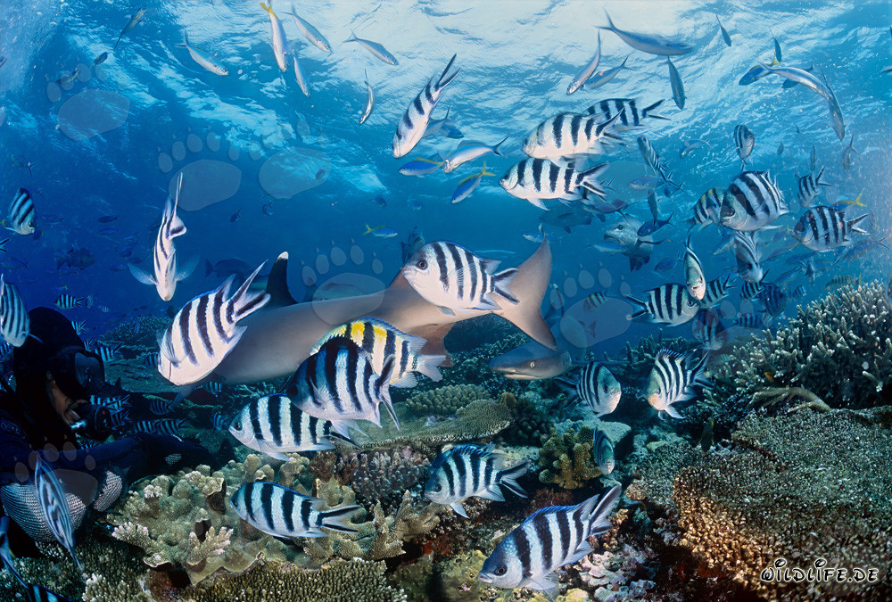 Faszinierende Weissspitzen-Riffhaie in der Beqa Lagune, Fiji