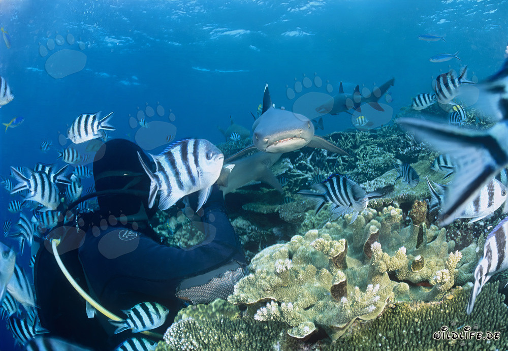 Whitetip reef shark approaching diver