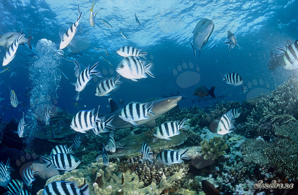Elegant Whitetip Reef Shark Surrounded by Crescent-tail Bigeyes