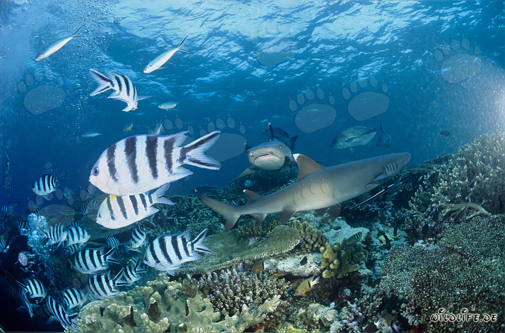 Fascinanti squali a punte bianche attraversano la barriera corallina di Fiji
