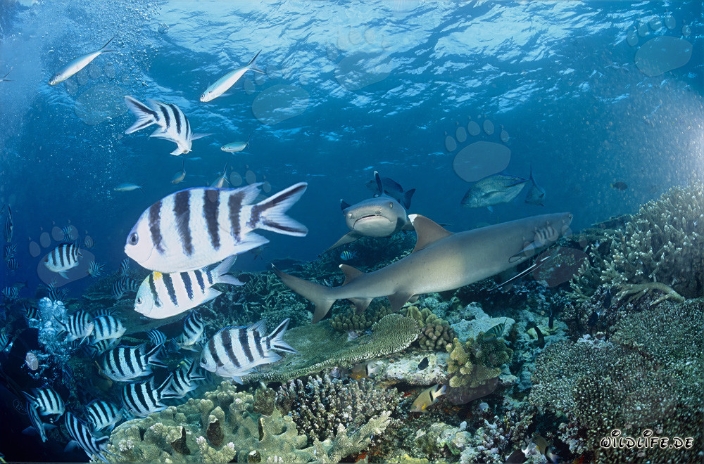 Fascinantes tiburones de arrecife de puntas blancas cruzan el arrecife de coral de Fiji
