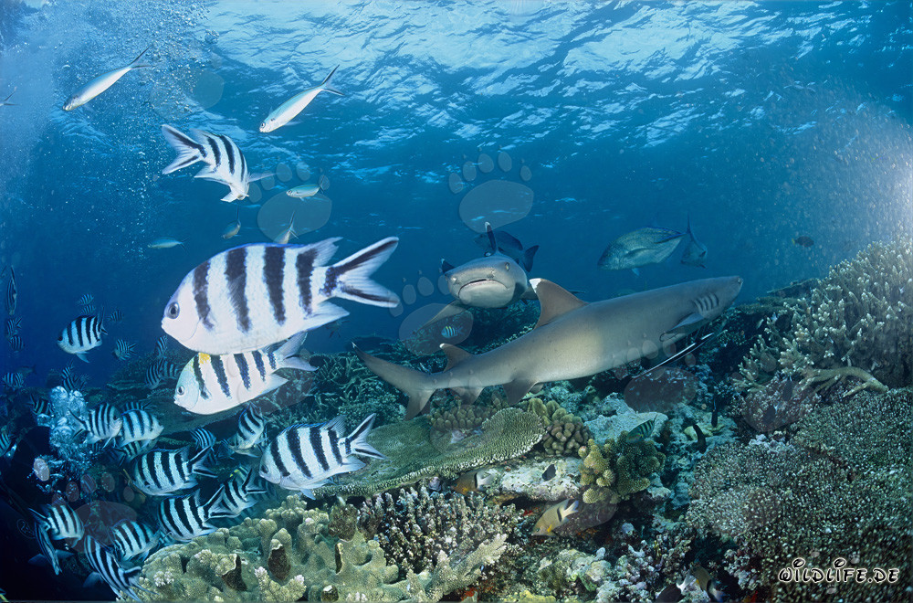 Fascinating Whitetip Reef Sharks in the Coral Reefs of Fiji