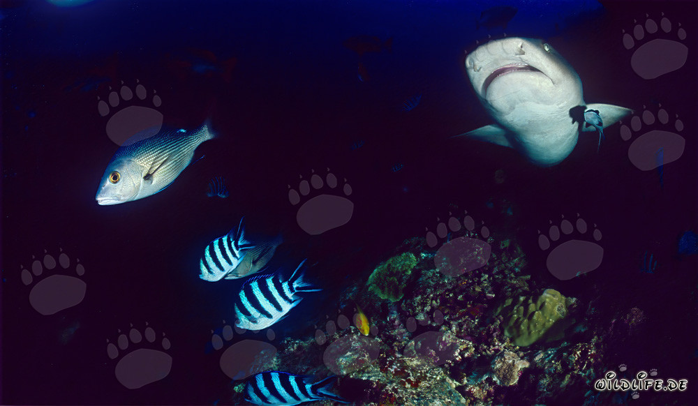 Affascinante squalo di barriera a punte bianche sott'acqua
