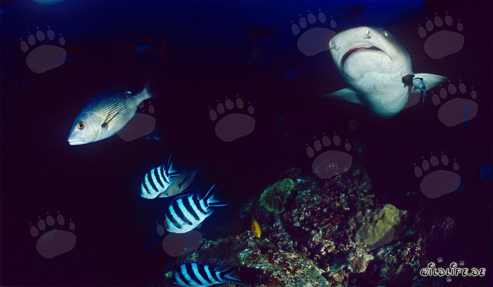 Fascinante tiburón de arrecife de puntas blancas bajo el agua