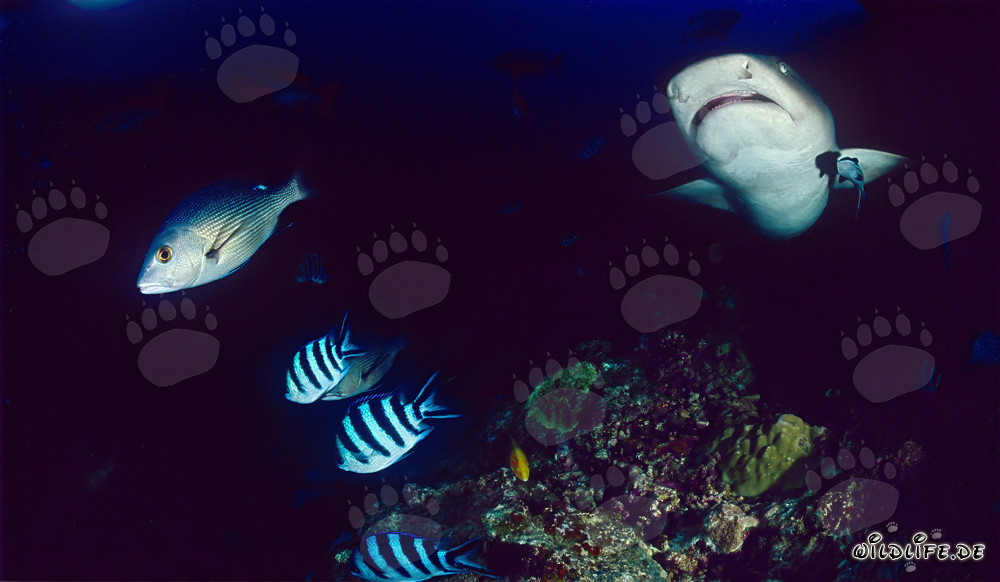 Faszinierender Weissspitzen-Riffhai unter Wasser