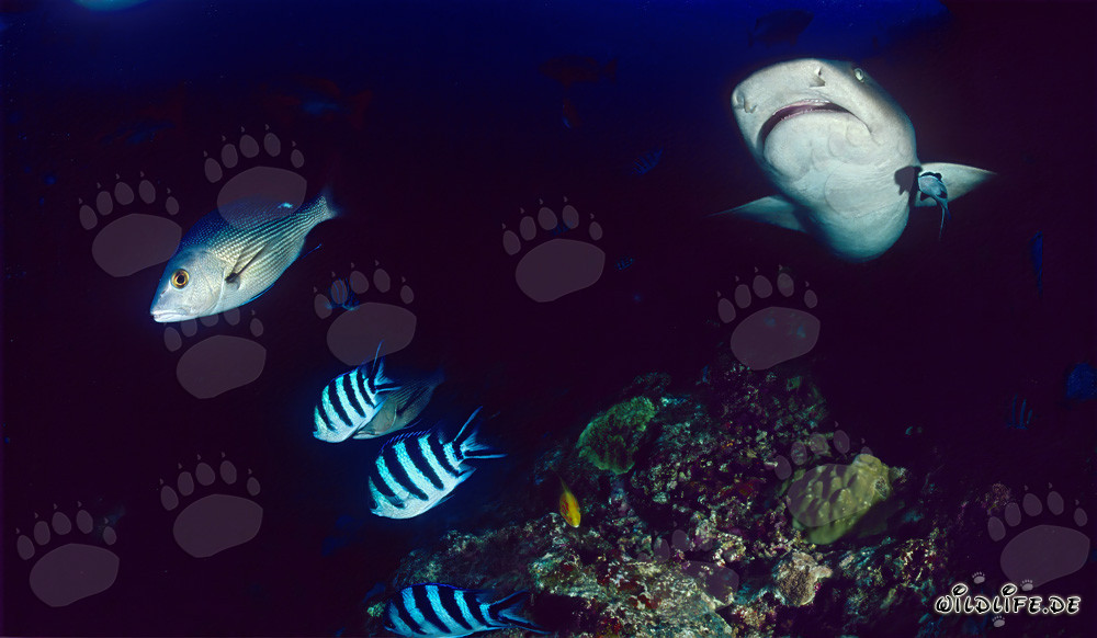 Fascinating Whitetip Reef Shark Underwater