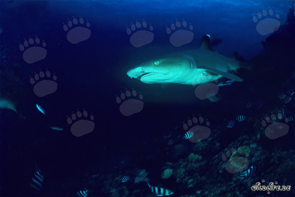Portrait fascinant du requin à pointes blanches du récif