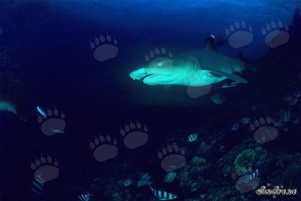 Ritratto affascinante dello squalo a punta bianca del reef