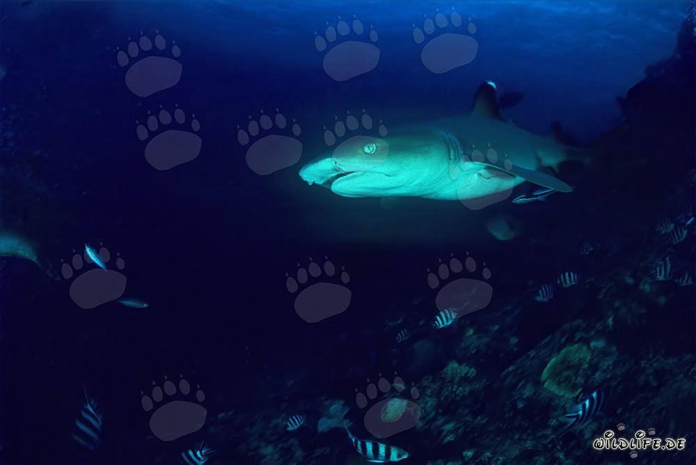 Fascinating Portrait of the Whitetip Reef Shark
