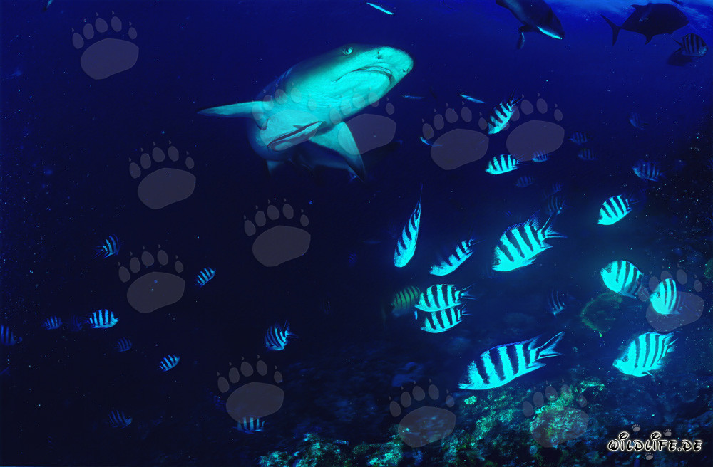 Requin à pointes blanches fascinant dans les eaux des Fidji