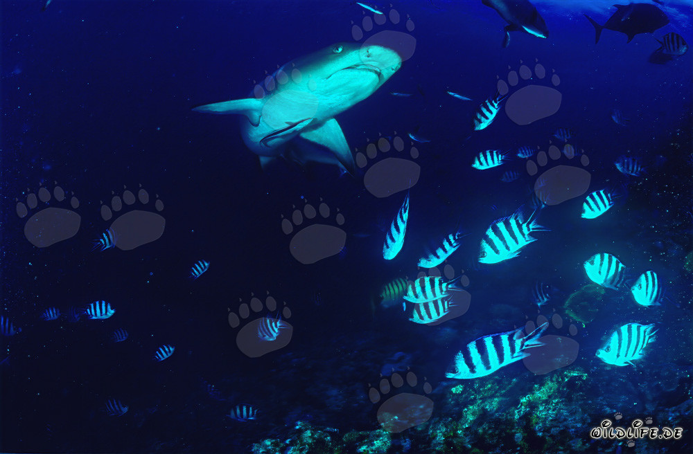 Affascinante squalo pinna bianca nelle acque di Fiji