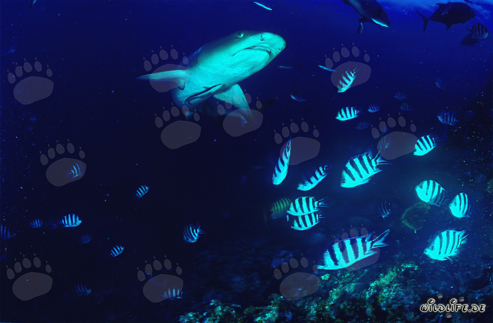 Fascinante tiburón de arrecife punta blanca en las aguas de Fiji