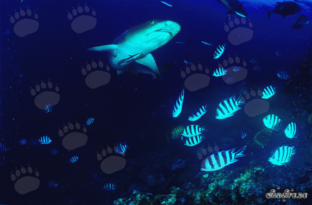 Fascinating Whitetip Reef Shark in the Waters of Fiji