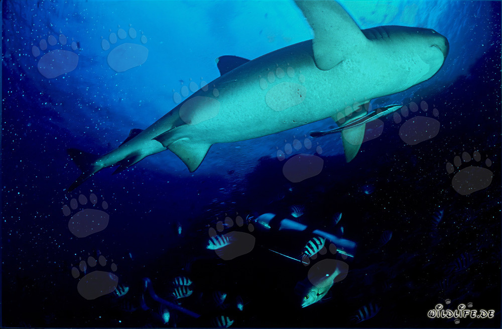 Requin à pointes blanches fascinant vu d'une autre perspective