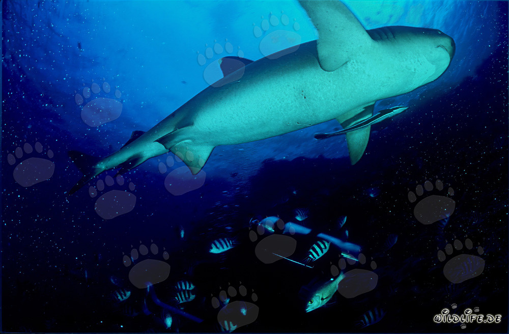 Fascinante tiburón de puntas blancas visto desde otra perspectiva