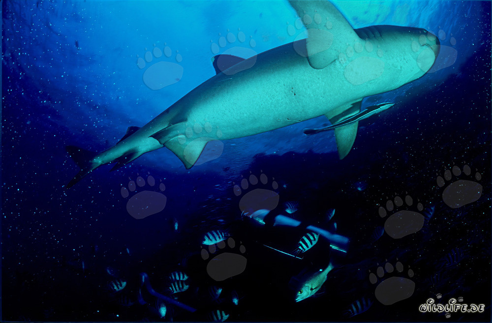 Fascinating Whitetip Reef Shark viewed from a different perspective