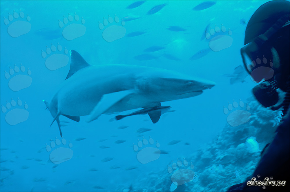 Affascinante squalo pinna bianca e subacqueo nelle acque cristalline di Fiji