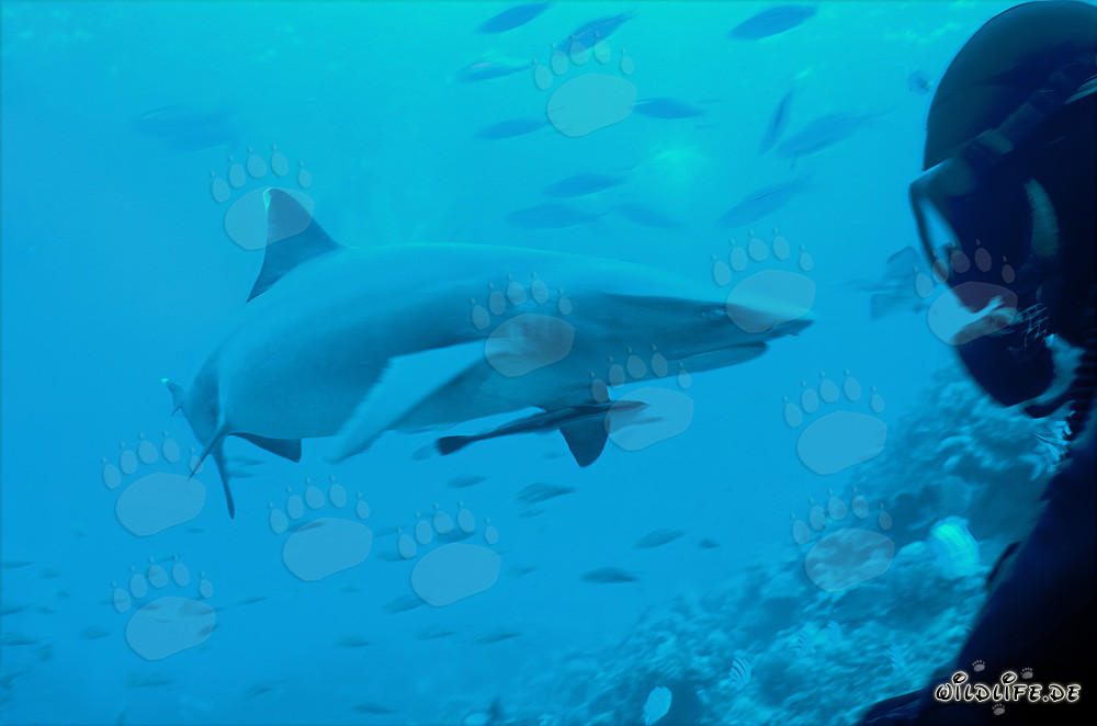 Fascinante tiburón de punta blanca y buceador en las aguas cristalinas de Fiji