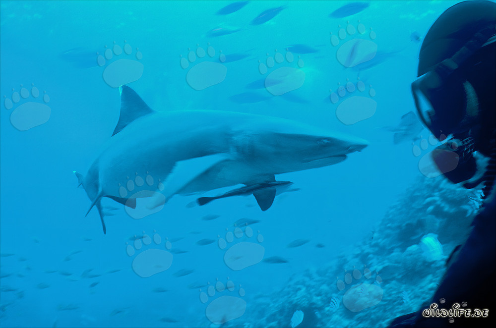 Faszinierender Weissspitzen-Riffhai und Taucher im kristallklaren Wasser von Fiji