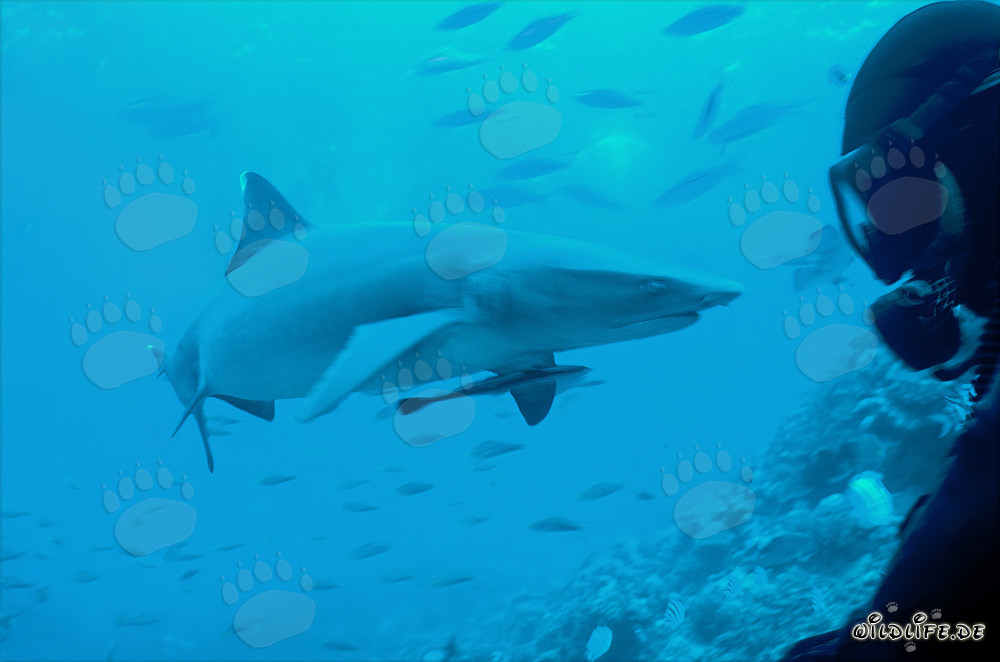 Fascinating Whitetip Reef Shark and Diver in the Crystal Clear Waters of Fiji