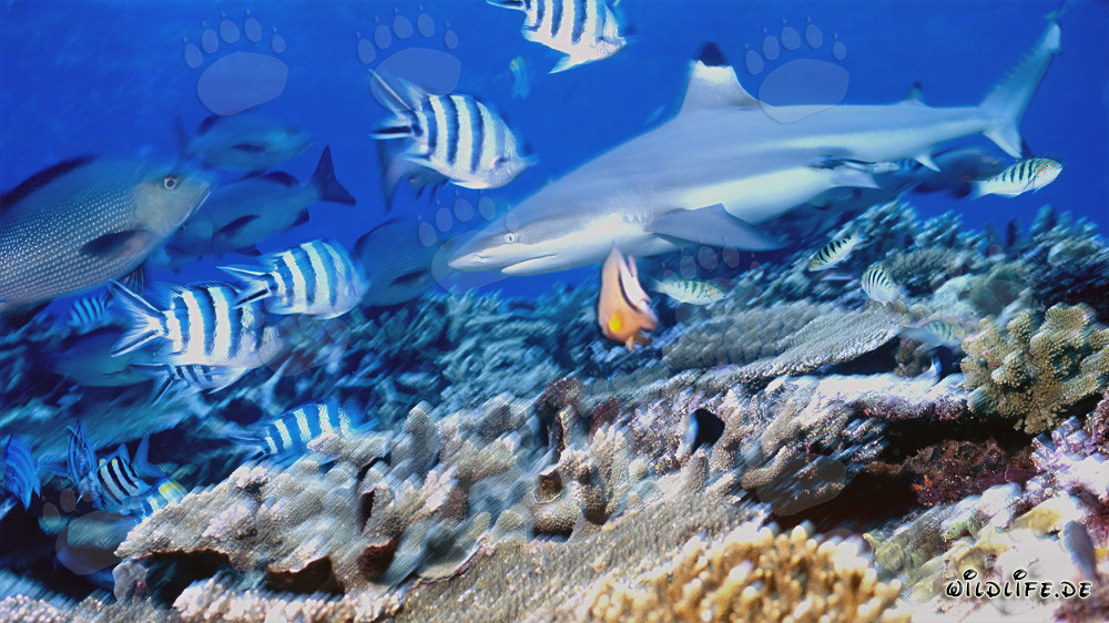 Blacktip Reef Shark with Reef Fish