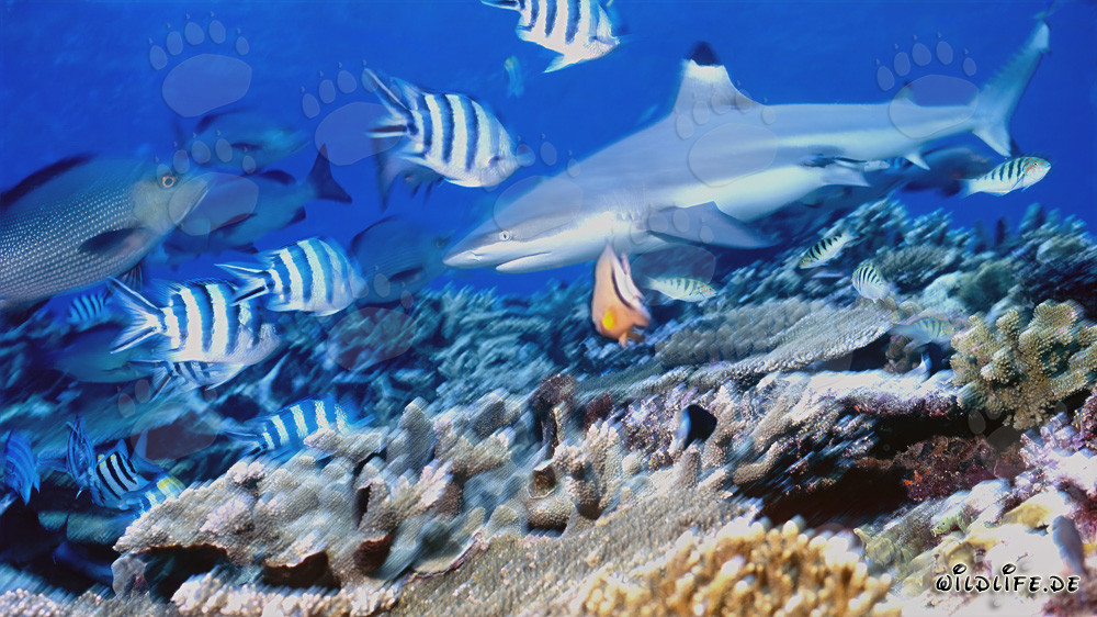 Requin à pointes noires avec poissons de récif