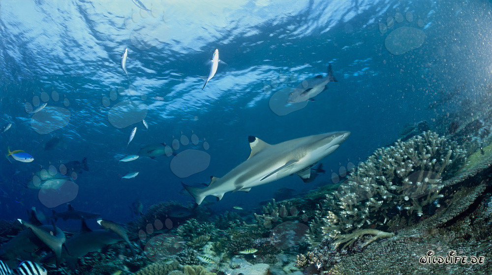Requin à pointes noires fascinant sur des récifs coralliens colorés